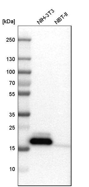 Niemann-Pick type C2 Antibody - BSA Free Western Blot: Niemann-Pick type C2 Antibody - BSA Free [NBP1-84012]