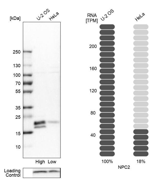 Niemann-Pick type C2 Antibody - BSA Free Western Blot: Niemann-Pick type C2 Antibody - BSA Free [NBP1-84012]