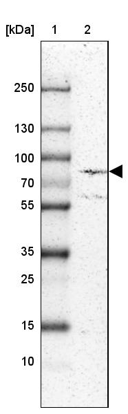 ECE-1 Antibody - BSA Free Western Blot: ECE-1 Antibody - BSA Free [NBP1-84017]