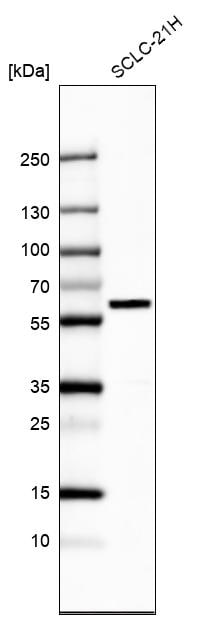 EYA2 Antibody - BSA Free Western Blot: EYA2 Antibody - BSA Free [NBP1-84026]