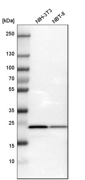 RPL10 Antibody - BSA Free Western Blot: RPL10 Antibody - BSA Free [NBP1-84037]