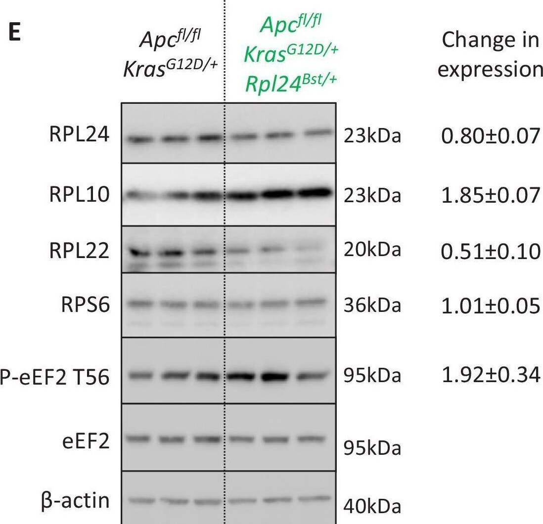 RPL10 Antibody - BSA Free
