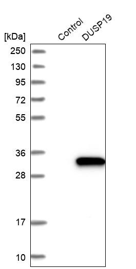 DUSP19 Antibody - BSA Free Western Blot: DUSP19 Antibody - BSA Free [NBP1-84041]