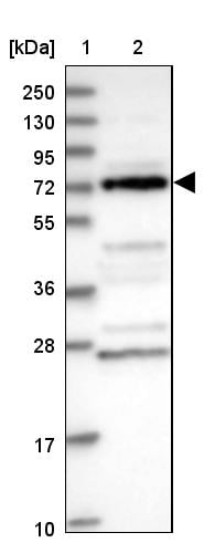 DUS3L Antibody - BSA Free Western Blot: DUS3L Antibody - BSA Free [NBP1-84042]