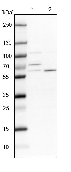DUS3L Antibody - BSA Free Western Blot: DUS3L Antibody - BSA Free [NBP1-84042]