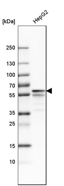Protein Disulfide Isomerase/P4HB Antibody - BSA Free Western Blot: Protein Disulfide Isomerase/P4HB Antibody - BSA Free [NBP1-84051]