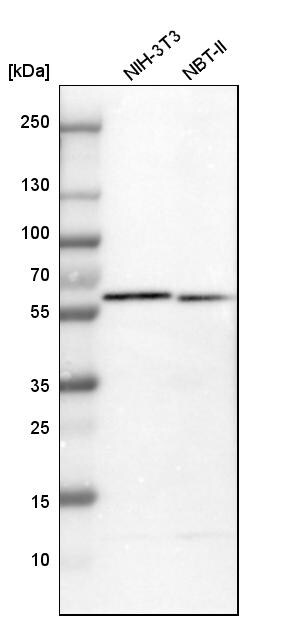 Protein Disulfide Isomerase/P4HB Antibody - BSA Free Western Blot: Protein Disulfide Isomerase/P4HB Antibody - BSA Free [NBP1-84051]
