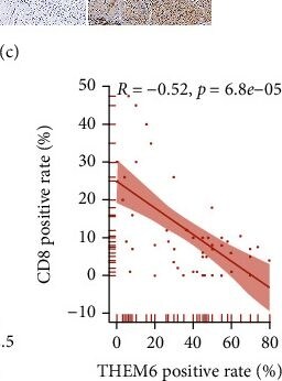 THEM6 Antibody - BSA Free