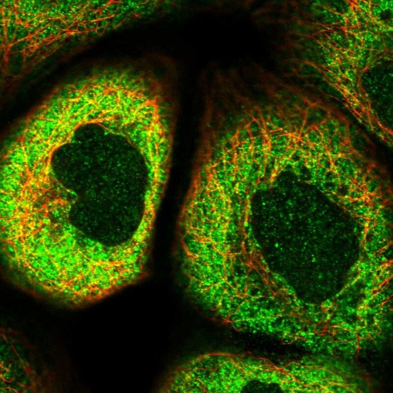 PRUNE Antibody - BSA Free Immunocytochemistry/ Immunofluorescence: PRUNE Antibody [NBP1-84055]