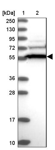 CCDC91 Antibody - BSA Free Western Blot: CCDC91 Antibody - BSA Free [NBP1-84084]