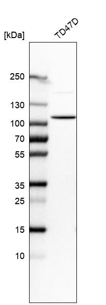 DHTKD1 Antibody - BSA Free Western Blot: DHTKD1 Antibody - BSA Free [NBP1-84087]