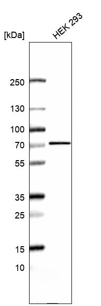 RUNDC1 Antibody - BSA Free Western Blot: RUNDC1 Antibody - BSA Free [NBP1-84103]