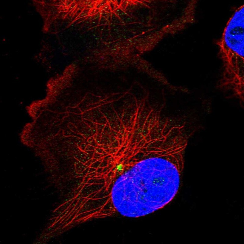 FOPNL Antibody - BSA Free Immunocytochemistry/ Immunofluorescence: FOPNL Antibody [NBP1-84109]