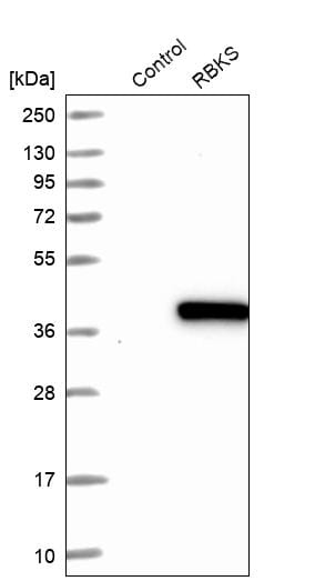RBKS Antibody - BSA Free Western Blot: RBKS Antibody - BSA Free [NBP1-84116]