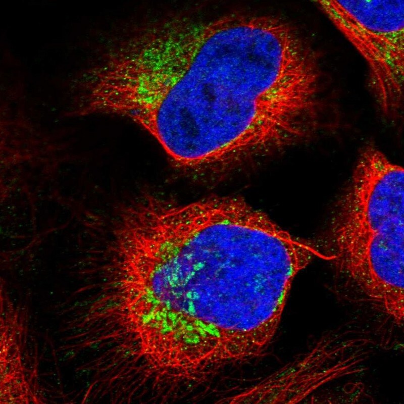 PTCD3 Antibody - BSA Free Immunocytochemistry/ Immunofluorescence: PTCD3 Antibody [NBP1-84125]