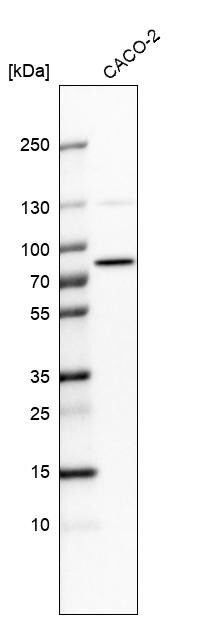 PTCD3 Antibody - BSA Free Western Blot: PTCD3 Antibody - BSA Free [NBP1-84125]