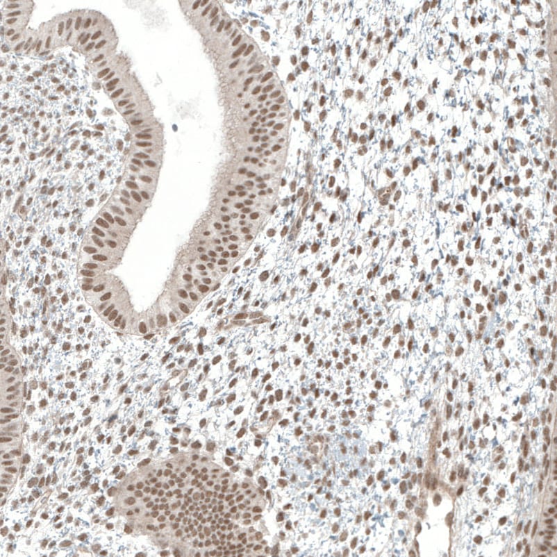 MED20 Antibody - BSA Free Immunohistochemistry-Paraffin: MED20 Antibody [NBP1-84140]