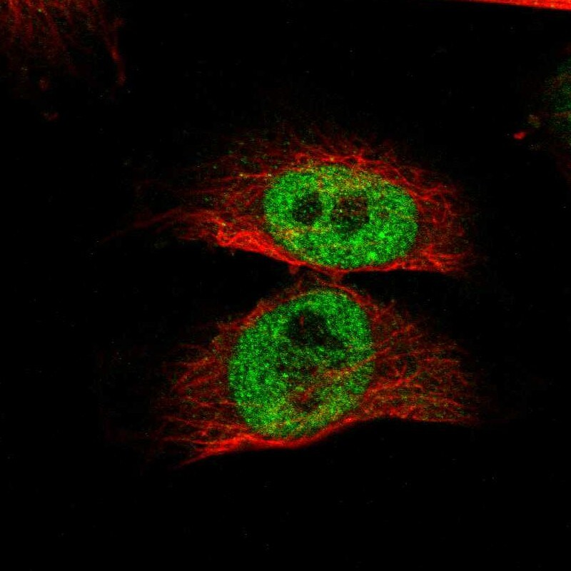 RBM48 Antibody - BSA Free Immunocytochemistry/ Immunofluorescence: RBM48 Antibody [NBP1-84150]