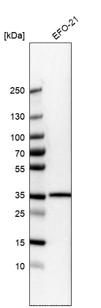 LMAN2L Antibody - BSA Free Western Blot: LMAN2L Antibody - BSA Free [NBP1-84152]