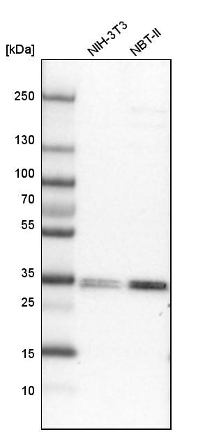 LMAN2L Antibody - BSA Free Western Blot: LMAN2L Antibody - BSA Free [NBP1-84152]