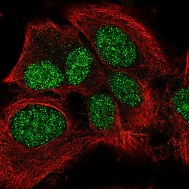LRP10 Antibody - BSA Free Immunocytochemistry/ Immunofluorescence: LRP10 Antibody - BSA Free [NBP1-84159]