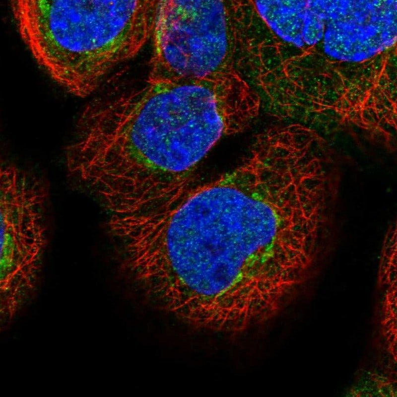 FAM20C Antibody - BSA Free Immunocytochemistry/ Immunofluorescence: FAM20C Antibody - BSA Free [NBP1-84169]