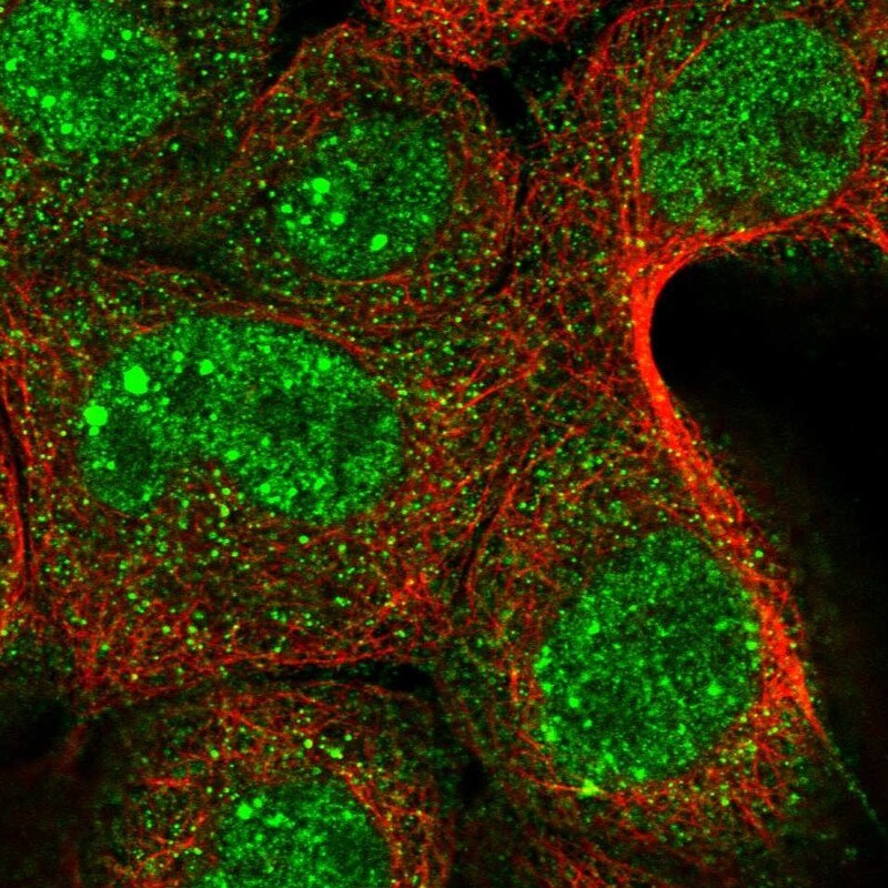 YOD1 Antibody - BSA Free Immunocytochemistry/ Immunofluorescence: YOD1 Antibody [NBP1-84173]