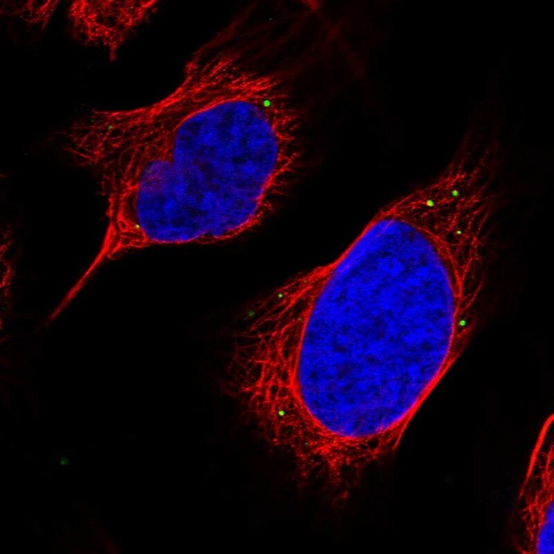 C12orf29 Antibody - BSA Free Immunocytochemistry/ Immunofluorescence: C12orf29 Antibody [NBP1-84177]