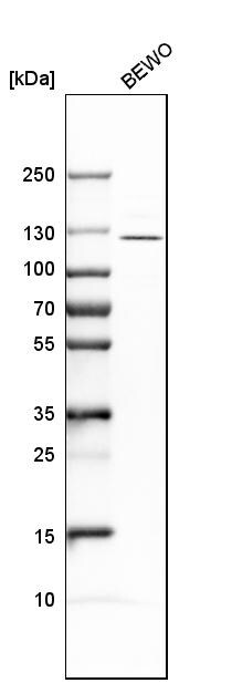ADAMTSL4 Antibody - BSA Free Western Blot: ADAMTSL4 Antibody - BSA Free [NBP1-84185]