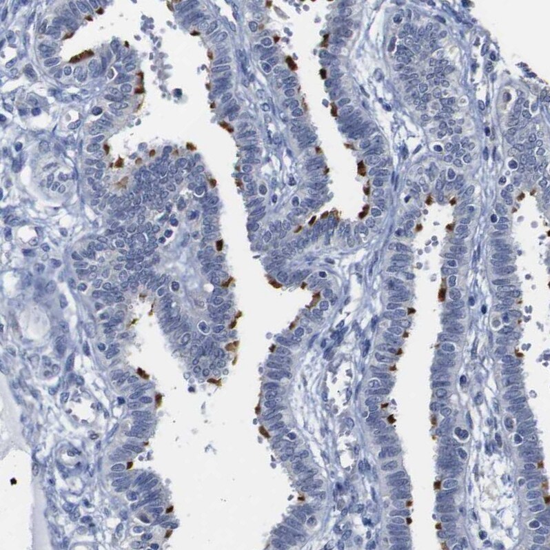 WW domain binding protein 5 Antibody - BSA Free Immunohistochemistry-Paraffin: WW domain binding protein 5 Antibody - BSA Free [NBP1-84208]