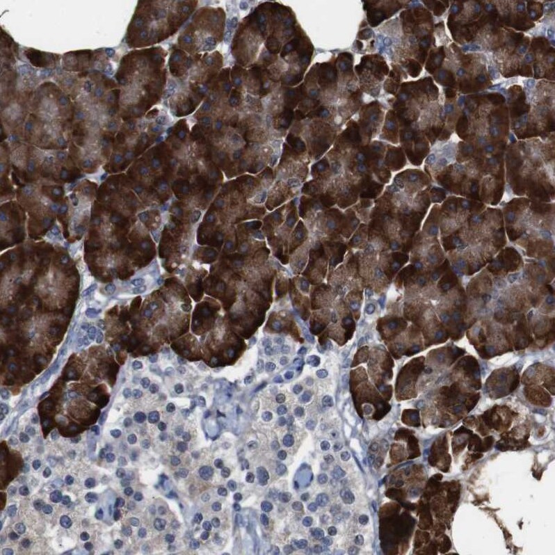 WW domain binding protein 5 Antibody - BSA Free Immunohistochemistry-Paraffin: WW domain binding protein 5 Antibody - BSA Free [NBP1-84208]