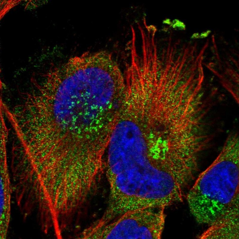 PISD Antibody - BSA Free Immunocytochemistry/ Immunofluorescence: PISD Antibody [NBP1-84212]