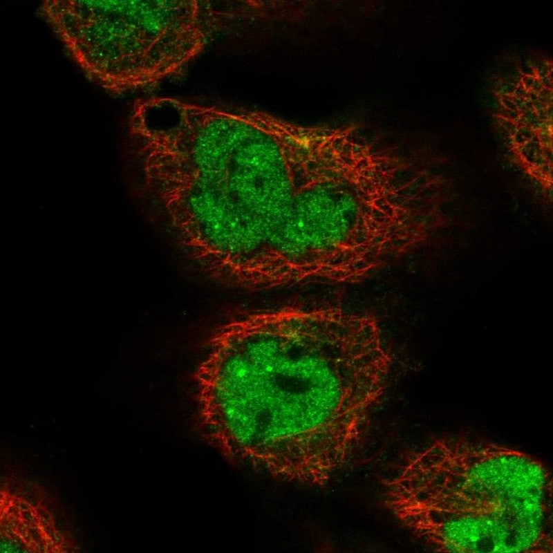 NIPAL3 Antibody - BSA Free Immunocytochemistry/ Immunofluorescence: NIPAL3 Antibody [NBP1-84221]