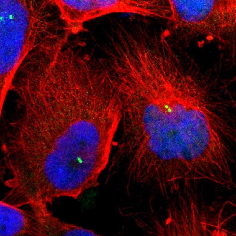 Dynein light chain 4 Antibody - BSA Free Immunocytochemistry/ Immunofluorescence: Dynein light chain 4 Antibody [NBP1-84227]