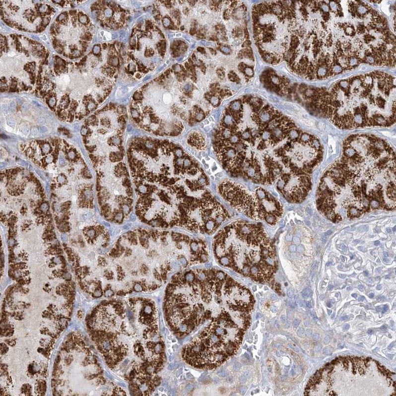 MOXD1 Antibody - BSA Free Immunohistochemistry-Paraffin: MOXD1 Antibody [NBP1-84233]