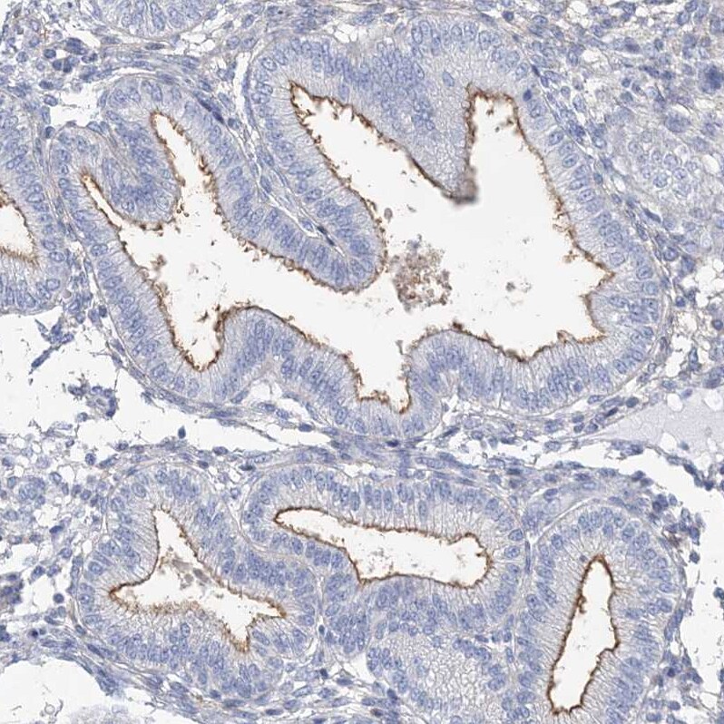 MOXD1 Antibody - BSA Free Immunohistochemistry-Paraffin: MOXD1 Antibody [NBP1-84233]