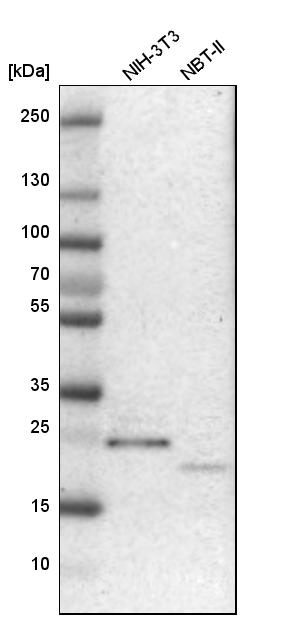 NUDT4 Antibody - BSA Free Western Blot: NUDT4 Antibody - BSA Free [NBP1-84250]
