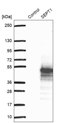Septin-1 Antibody - BSA Free Western Blot: Septin-1 Antibody - BSA Free [NBP1-84251]
