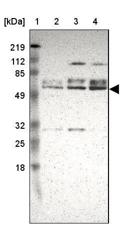 DGCR14 Antibody - BSA Free Western Blot: DGCR14 Antibody - BSA Free [NBP1-84257]