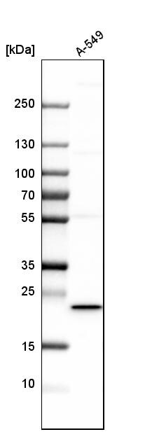 MSRB3 Antibody - BSA Free Western Blot: MSRB3 Antibody - BSA Free [NBP1-84259]