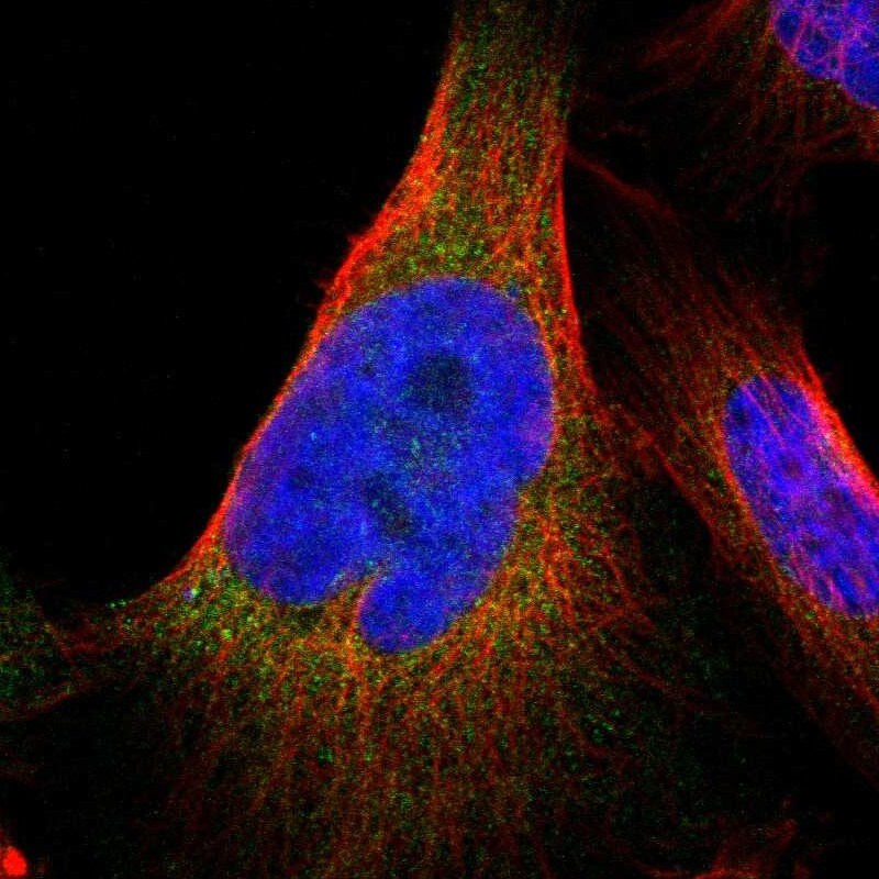 JWA Antibody - BSA Free Immunocytochemistry/ Immunofluorescence: JWA Antibody - BSA Free [NBP1-84273]