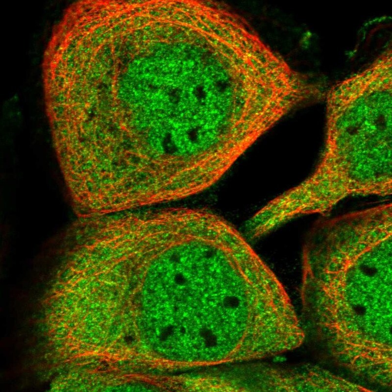 KCMF1 Antibody - BSA Free Immunocytochemistry/ Immunofluorescence: KCMF1 Antibody - BSA Free [NBP1-84283]