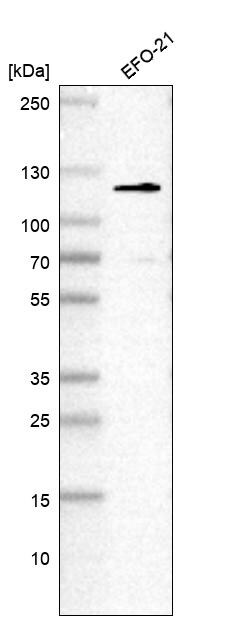DHX36 Antibody - BSA Free Western Blot: DHX36 Antibody - BSA Free [NBP1-84286]