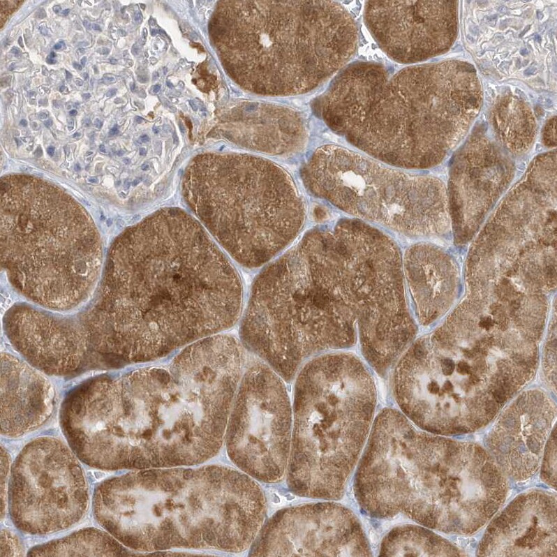 PCBD1 Antibody - BSA Free Immunohistochemistry-Paraffin: PCBD1 Antibody - BSA Free [NBP1-84297]