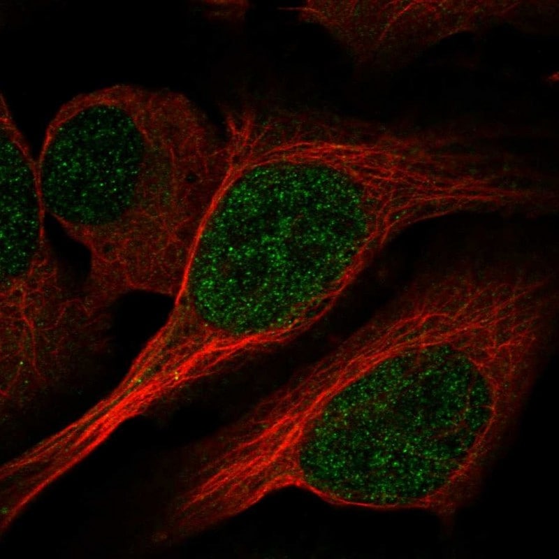 PCBD1 Antibody - BSA Free Immunocytochemistry/ Immunofluorescence: PCBD1 Antibody - BSA Free [NBP1-84297]