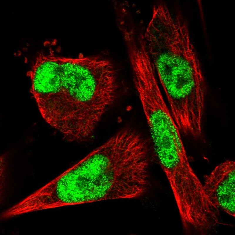 VEZF1 Antibody - BSA Free Immunocytochemistry/ Immunofluorescence: VEZF1 Antibody [NBP1-84301]
