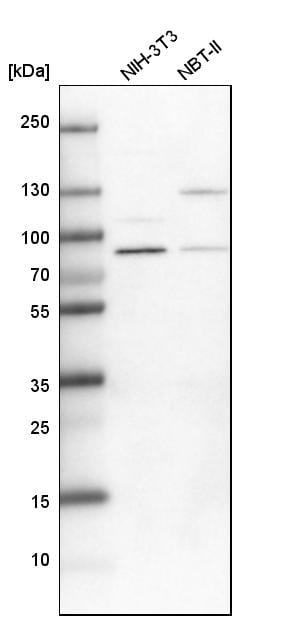 PARN Antibody - BSA Free Western Blot: PARN Antibody - BSA Free [NBP1-84303]