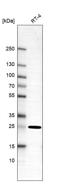 Connexin 30.1/GJB5 Antibody - BSA Free Western Blot: Connexin 30.1/GJB5 Antibody - BSA Free [NBP1-84333]