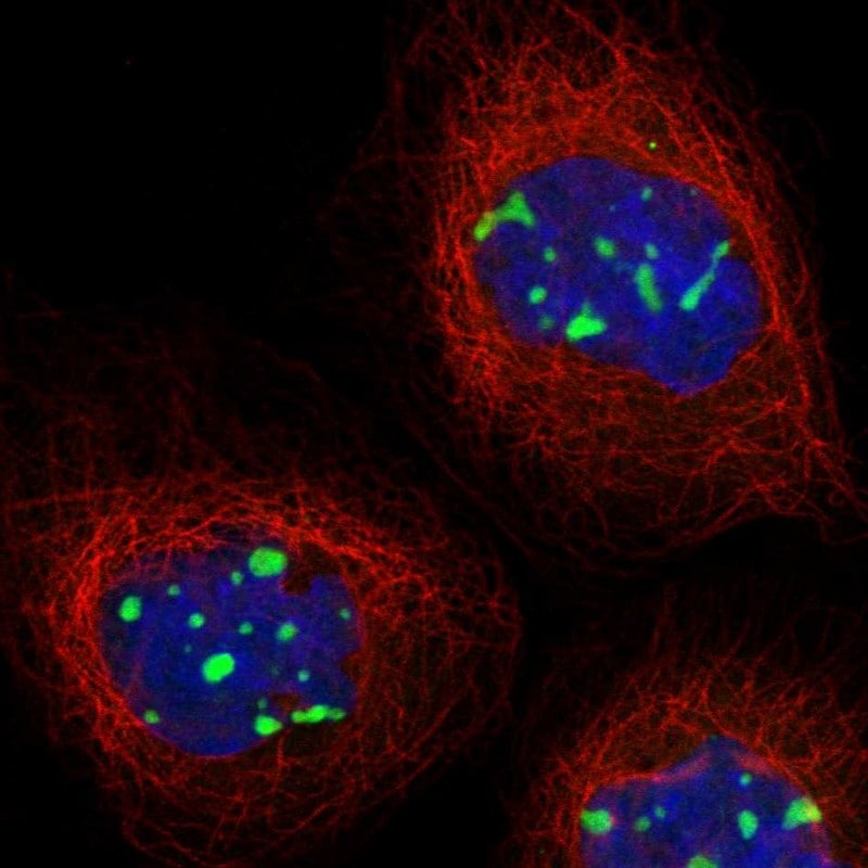 MPHOSPH10 Antibody - BSA Free Immunocytochemistry/ Immunofluorescence: MPHOSPH10 Antibody - BSA Free [NBP1-84341]