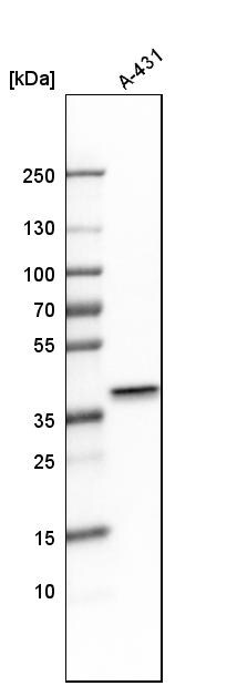 PBK Antibody - BSA Free Western Blot: PBK Antibody - BSA Free [NBP1-84342]